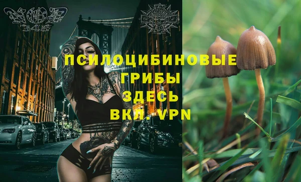прущие грибы Покровск